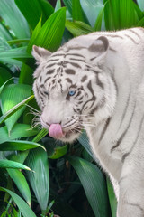White tiger licks its nose