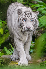 Fototapeta premium White tiger with blue eyes walking through the grass