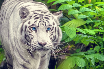 White tiger with blue eyes walking through the grass
