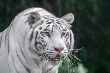 Fototapeta na wymiar White tiger with blue eyes close-up portrait