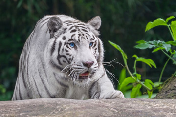 Fototapeta na wymiar Crouching Tiger albino with blue eyes