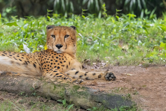 Cheetah resting on the grass