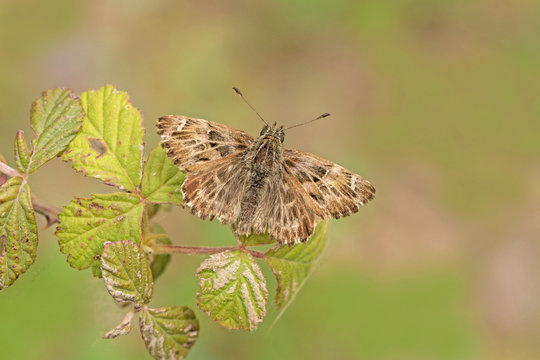 Hatmi kelebeği ; Carcharodus alceae	
