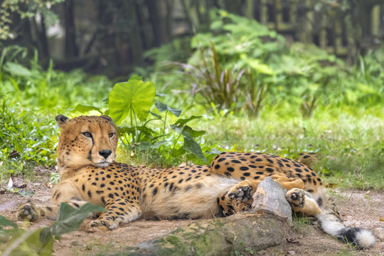 Cheetah lying on the ground