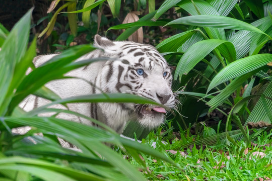 White tiger with blue eyes hiding behind foliage