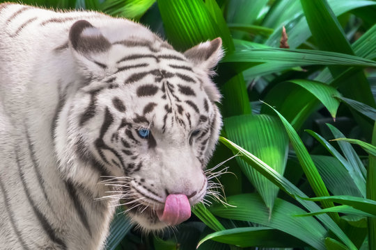 White tiger licks its nose