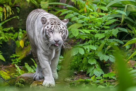 White tiger walking through the forest