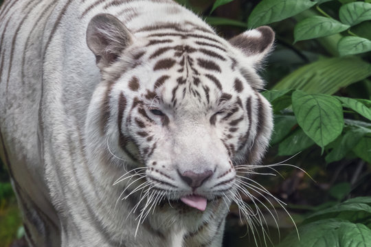 White Bengal Tiger walking through the grass