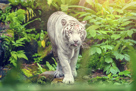 White tiger with blue eyes walking through the grass