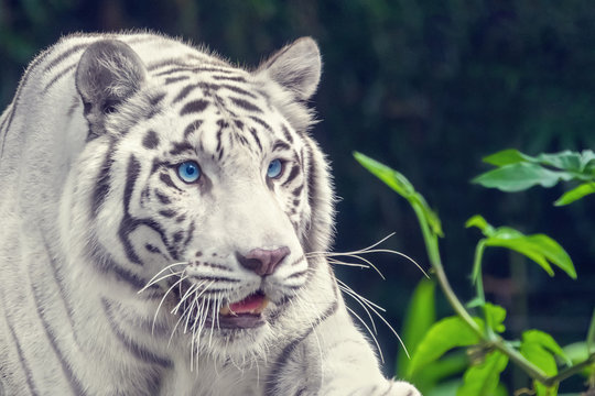 Beautiful white tiger albino with blue eyes, close-up