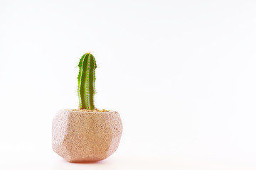 Cactus in a concrete pot on a white background.