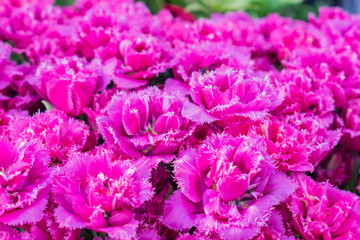 field of blooming colorful tulips, spring flowers in the garden