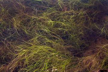 Plant growing in water seen below the surface