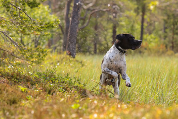 Curious dog  english pointer enjoying summer in the forest 
