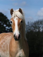 Fototapeta na wymiar Young Horse in Paddock