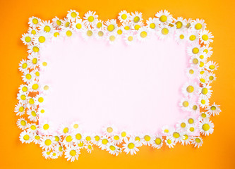 pink and orange background with white daisies