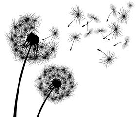 Dandelion, flower. Dandelion, flowering  plant. Silhouette of dandelion on white background