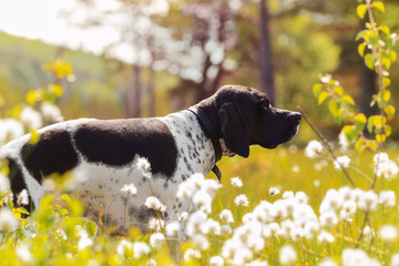 Dog english pointer hunting at the swamp covered with cotton grass 