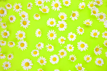 beautiful daisies on an neon green background