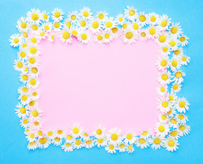 blue and pink background with white daisies