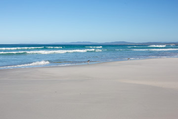 Fototapeta na wymiar Oyster catcher birds on white sand beach at The Bay of Fires, Tasmania, Australia