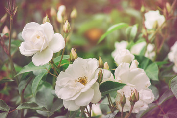 Beautiful bush flowers white garden roses in the sun light on nature background for the calendar
