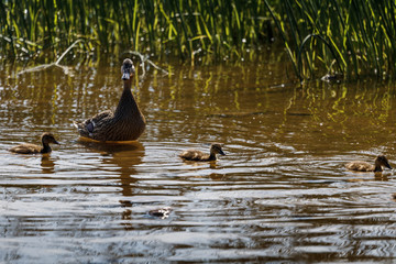 duck with small ducklings