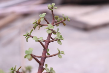 Beautiful closeup shot of leaf