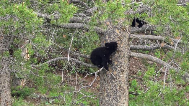 Brave black bear cubs climbing up a pine tree making their way higher up into the branches.
