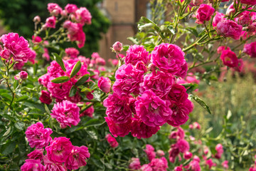 Flowering pink roses and alleys in an old English park