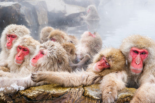 雪の中、温泉に入る日本猿の群れ