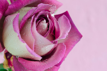Violet rose on pink background with drops of water. Macro.