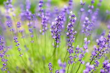 Naklejka premium ラベンダー