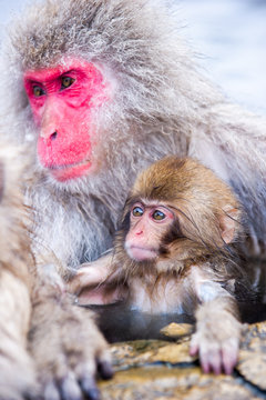 温泉に入る日本猿の親子