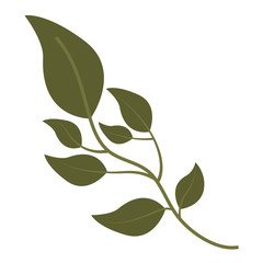 olive branch natural botanical image vector illustration
