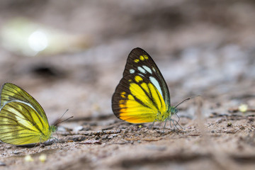 The Orange Gull  butterfly in the nature background.The yellow butterfly is colorful