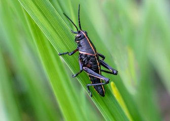 Black grasshopper on grass blade
