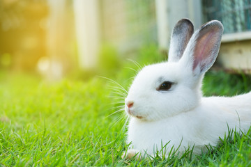 Cute bunny rabbit sitting on green grass in the garden.Animal nature background.Easter day concept idea.