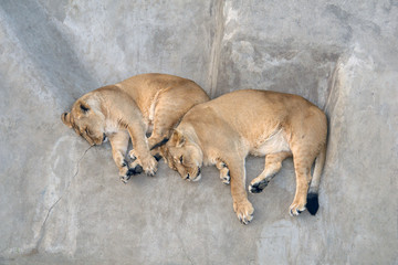 Two red lionesses rest lying on a gray rock.