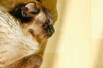 Cute Balinese cat lays comfortable in the afternoon sunlight that leaks into the living room.