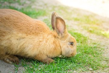 Cute brown bunny rabbit sitting on green grass in the garden.Animal nature background.Easter day concept idea.