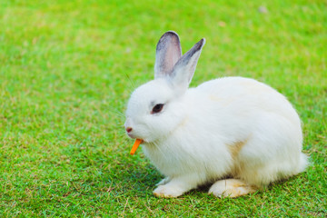 Cute bunny rabbit eating carrot on green grass in the garden.Animal nature background.Easter day concept idea.