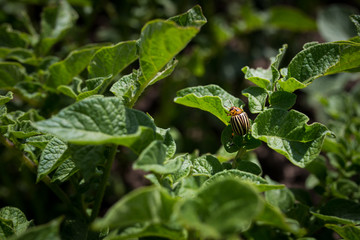 Naklejka premium Pest colorado potato beetle on a sunny day closeup
