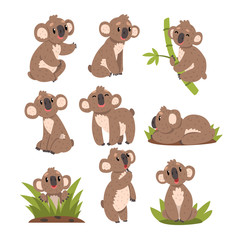 Koala bear set, Australian marsupial animal character in different situations vector Illustrations on a white background © topvectors