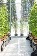 Fresh tomato tree on the ground and pot in green house vegetable garden.