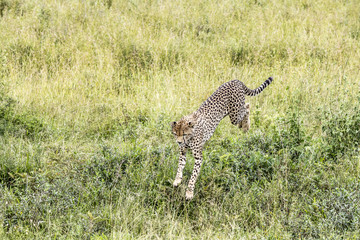 Serengeti Wildlife