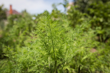 Sprig of dill in the garden close up