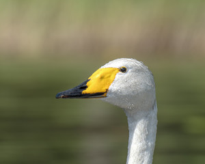 Close up detail of a Whooper Swan head with water droplets on the feathers