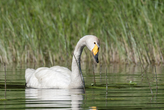 Beautiful white Whooper Swan with yellow beak swimming at the lake