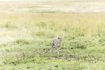 Naklejka na ściany i meble Serengeti National Park